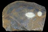 Unidentified Fossil Seeds From North Dakota - Paleocene #97932-1